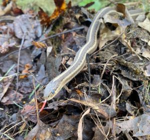 This is one of two northwestern garter snakes I found in my compost pile this spring. The cloudy eyes indicate this snake is getting ready to shed its skin.