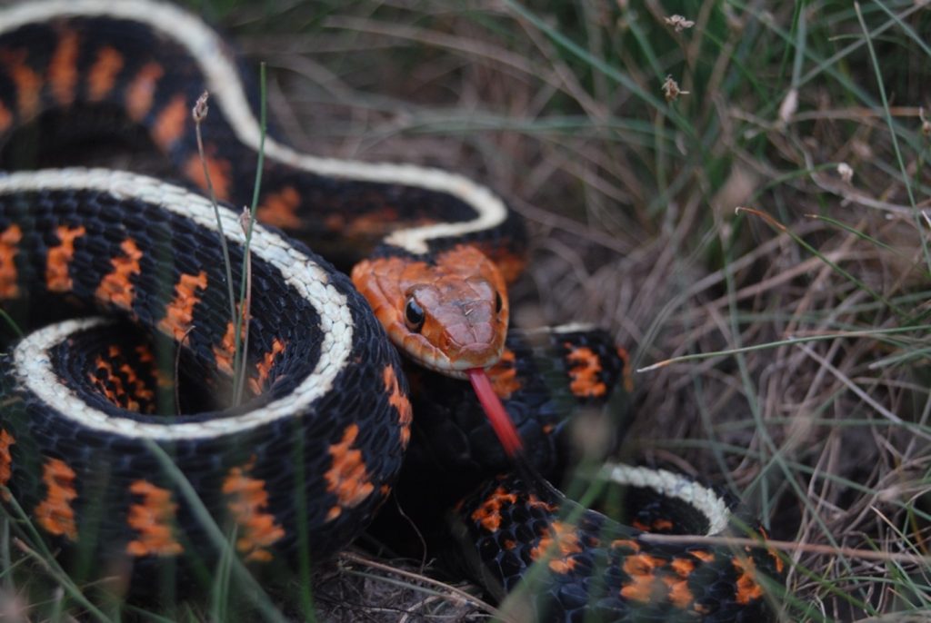 A red-spotted garter snake in Marion County – a subspecies of the common garter snake. The distribution of this colorful garter snake is mostly restricted to the Willamette Valley.