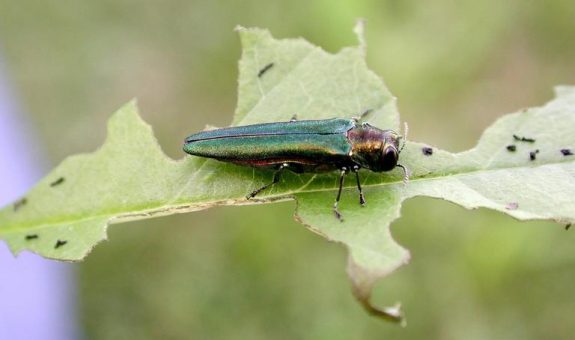 Green, metallic, adult Emerald Ash Borer on leaf.