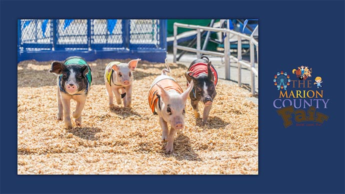 Piglets trotting in a ring and the words Marion County Fair