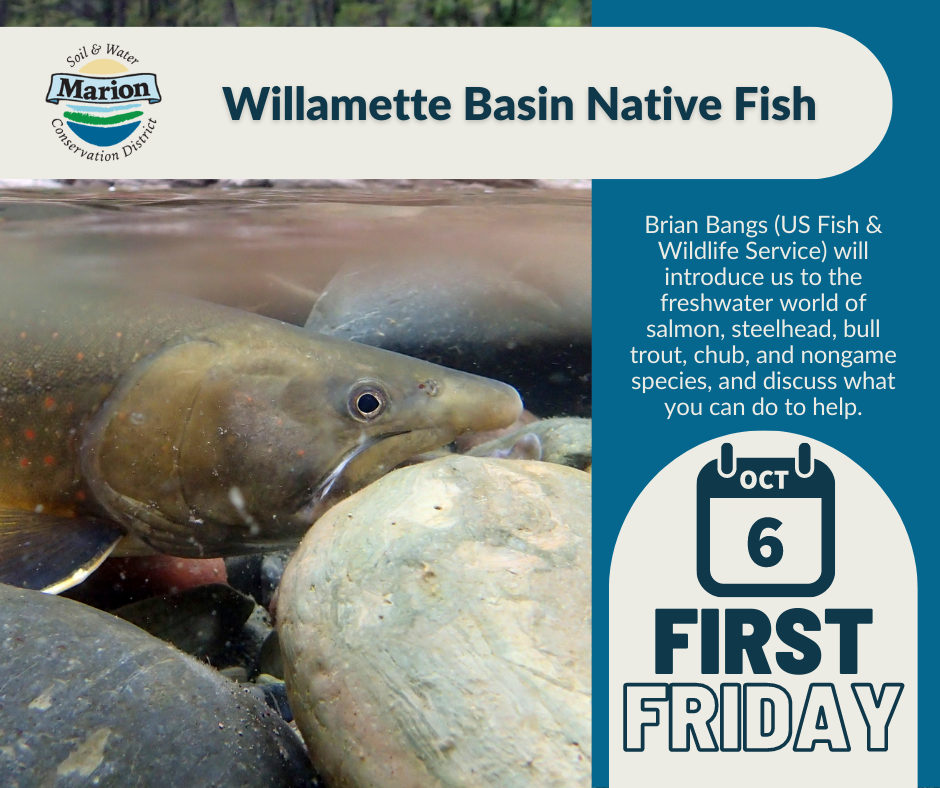 a graphic with a photo of a bull trout and some river rocks and the title Willamette Basin Native Fish. )Brian Bangs (US Fish & Wildlife Service) will introduce us to the freshwater world of salmon, steelhead, bull trout, chub, and nongame species, and discuss what you can do to help. Oct 6 First Friday.