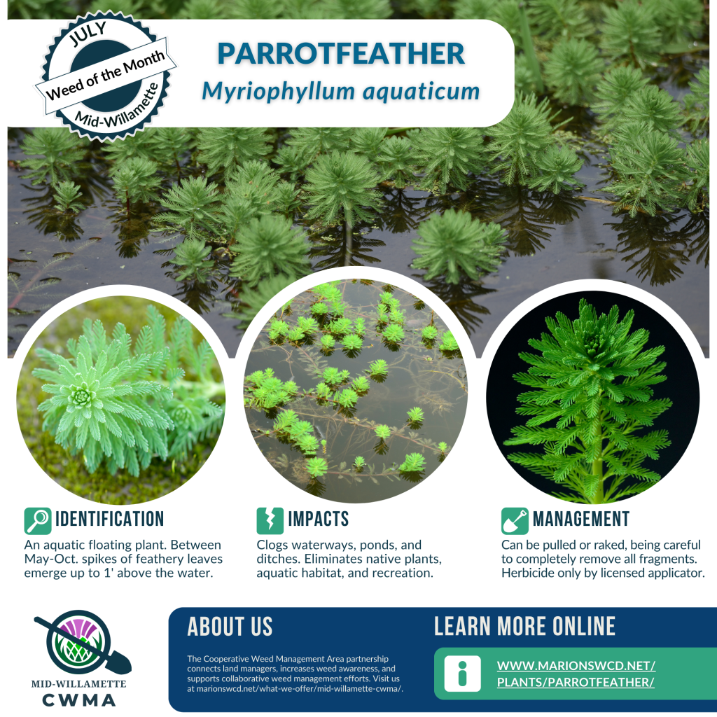 an 8.5x11 portrait orientation flyer for parrotfeather, Myriophyllum aquaticum, an aquatic invasive floating mat plant with emergent whorls of 406 feather-like leaves resembling mini-pine trees floating on the water's surface. Includes info on ID, impacts, and management.