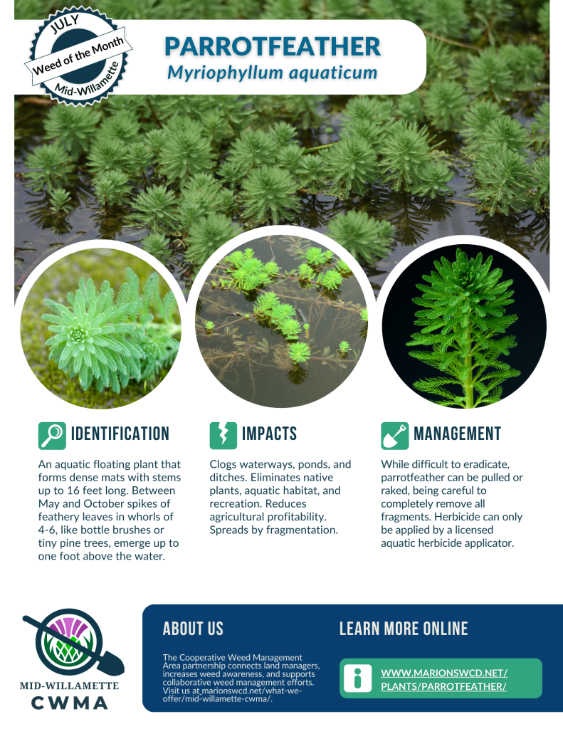 an 8.5x11 portrait orientation flyer for parrotfeather, Myriophyllum aquaticum, an aquatic invasive floating mat plant with emergent whorls of 406 feather-like leaves resembling mini-pine trees floating on the water's surface. Includes info on ID, impacts, and management.