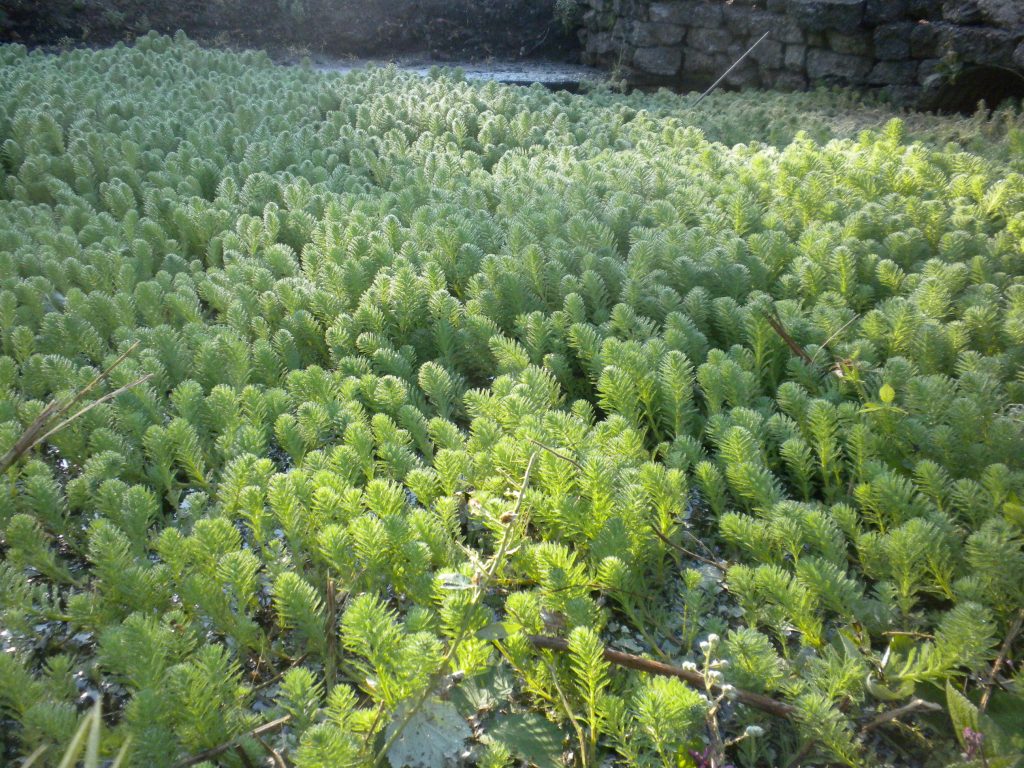 a carpet of parrotfeather clogs a waterbody.