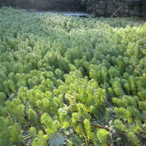 a carpet of parrotfeather clogs a waterbody.