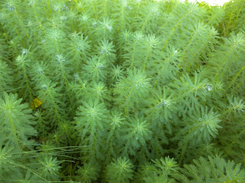 bottlebrush-like whorls of feathery leaves emerging from the water's surface.