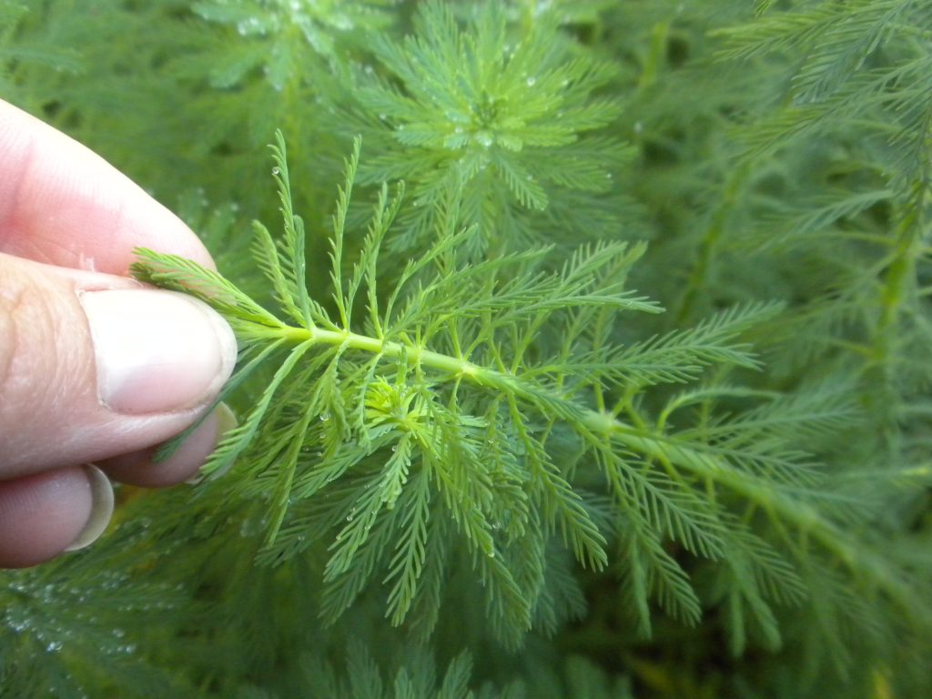 Close up of feather leaves