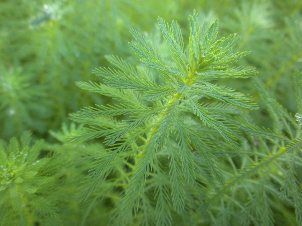 close-up of fir-tree-like emergent spike of feathery leaves