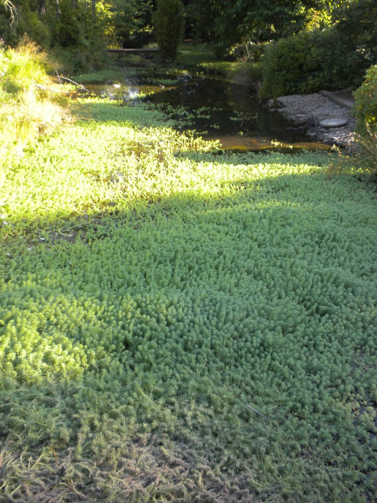 a waterway clogged with parrotfeather