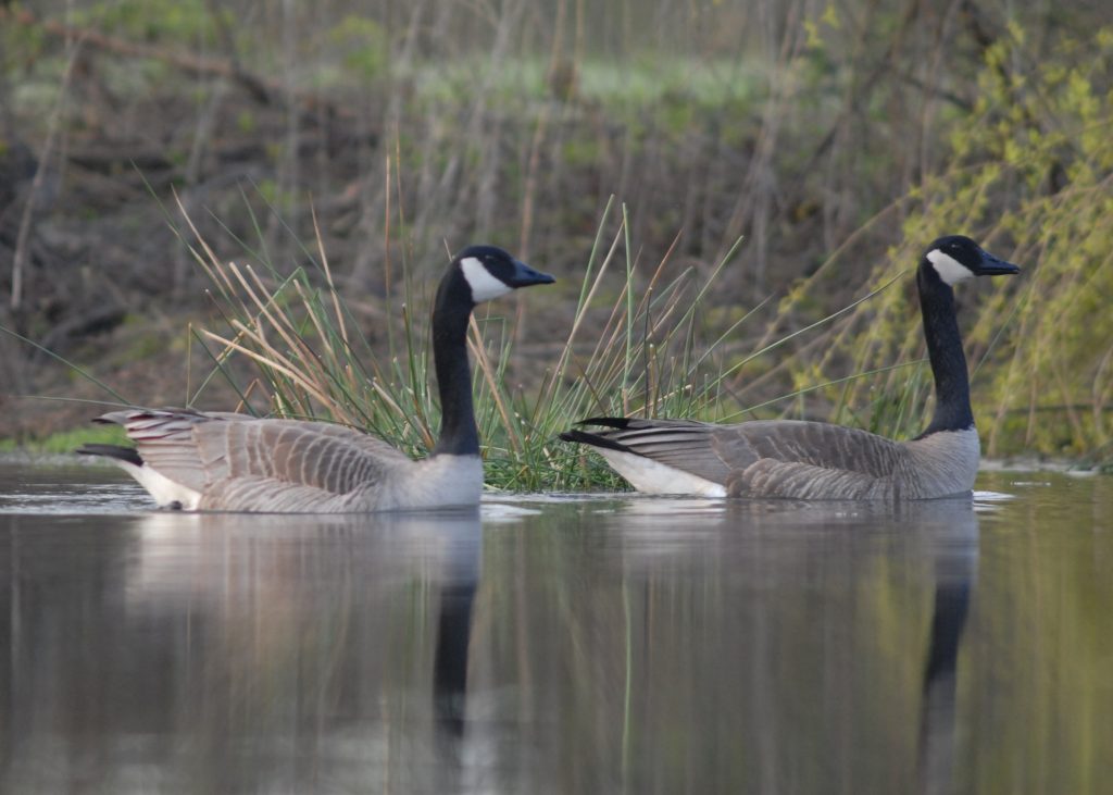 Pair of western Canada geese on Phoebe's Pond with their bodies and necks reflected in the water below them.