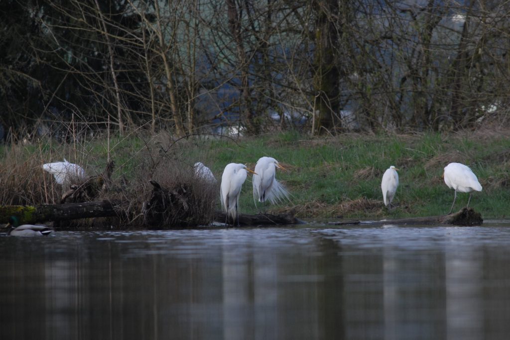 Six great egrets, white with long legs,  hanging out at Phoebe's Pond