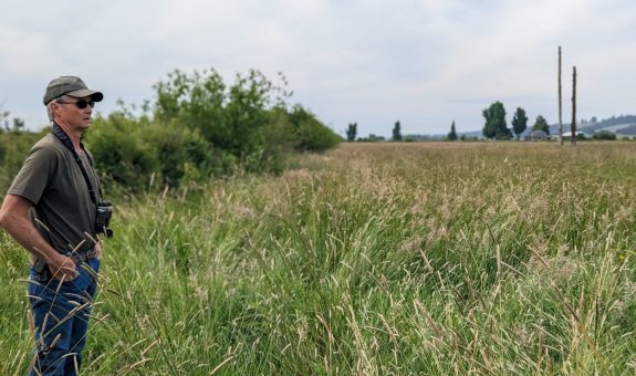 Dave Budeau looks out over the wet prairie restoration site with tall grasses and a hedgerow behind him.