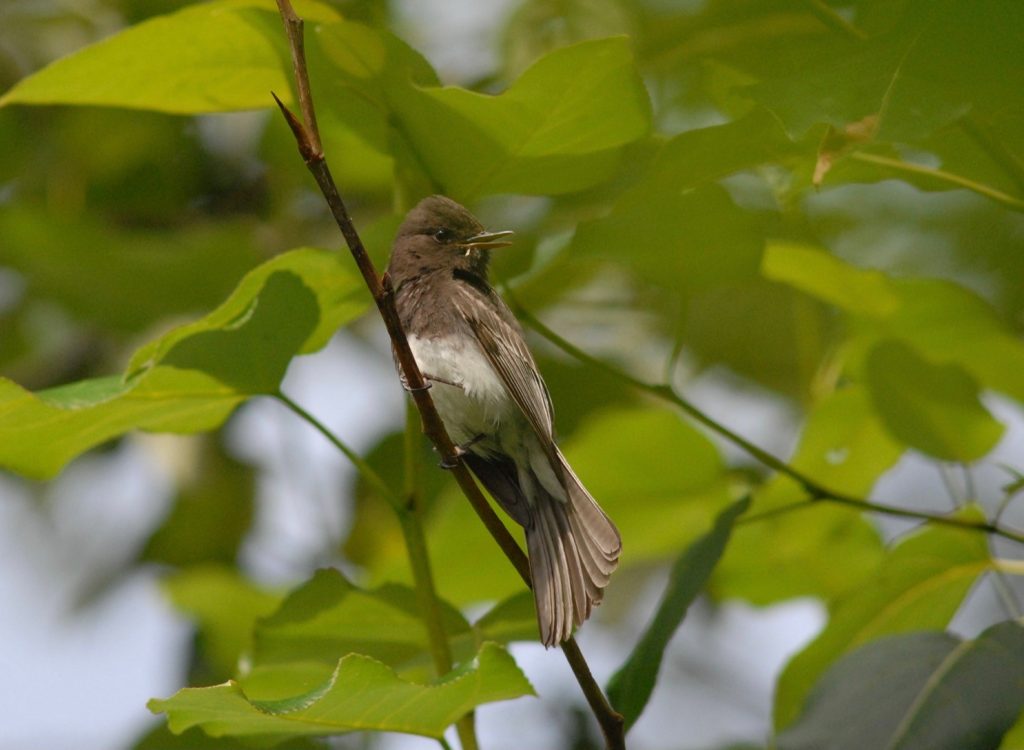 Lone adult black phoebe sitting on a branch with green leaves in background. Phoebe has a thin beak, sooty black coloring on head, wings, back and tail, and white belly.