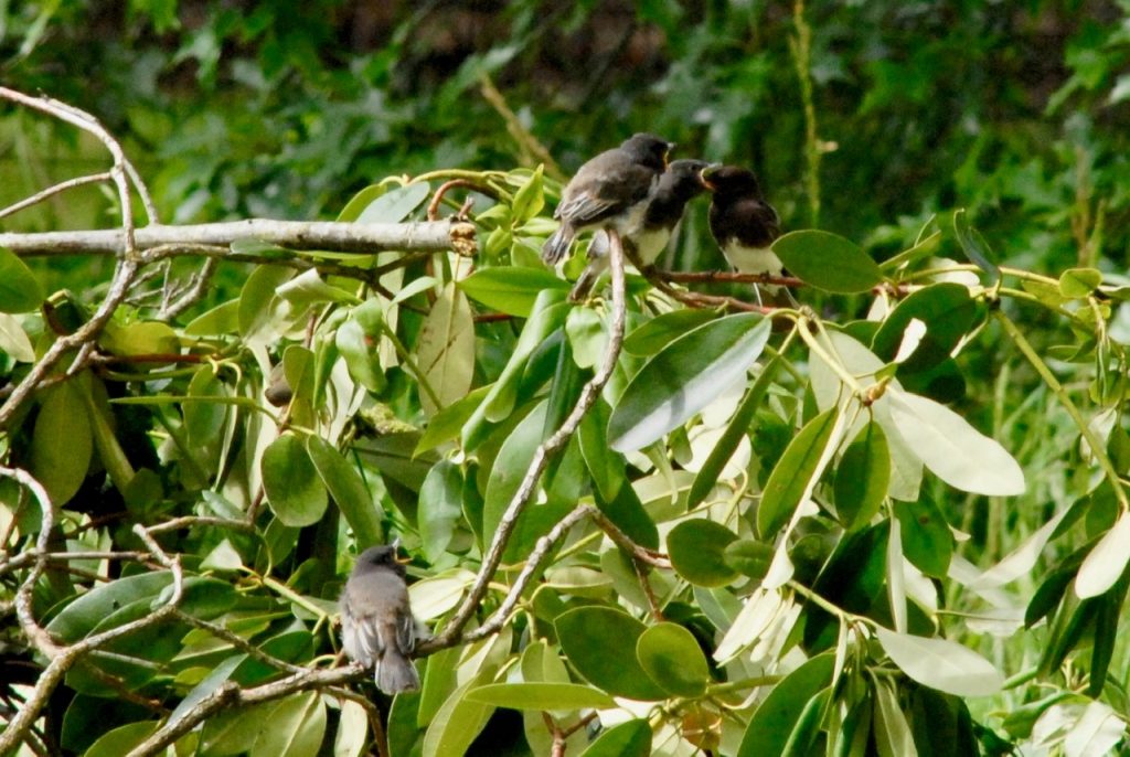 Adult black phoebe feeding fledglings on a rhododendron.