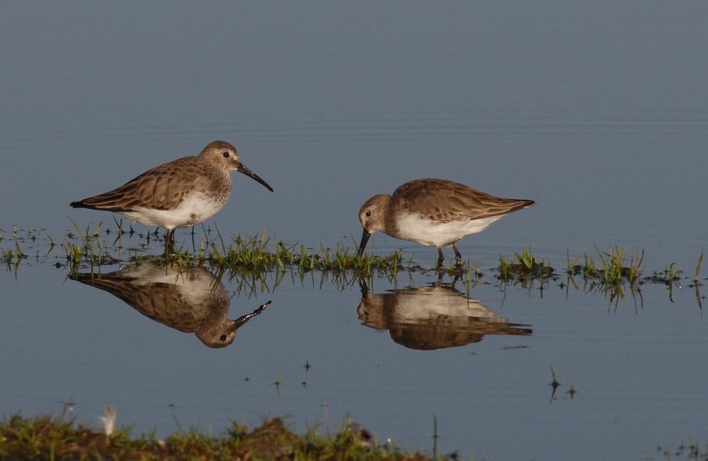 Two Dunlin stopping at Rusty Shoe Pond during spring migration. The birds are brown on top and white on bottom and have long pointy beaks and are wading in the water.