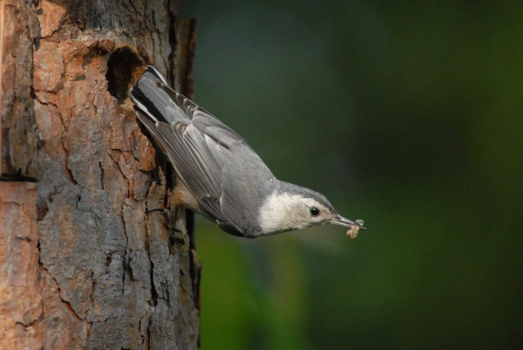 Female white-breasted nuthatch, an Oregon Conservation Strategy species, carrying food for its young just outside the hole a nesting structure Dave Budeau made.