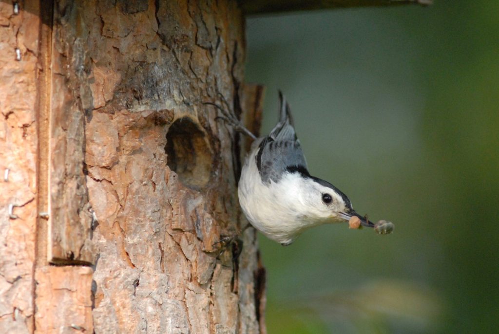 Male white-breasted nuthatch, an Oregon Conservation Strategy species, carrying food for its young just outside the hole a nesting structure Dave Budeau made.