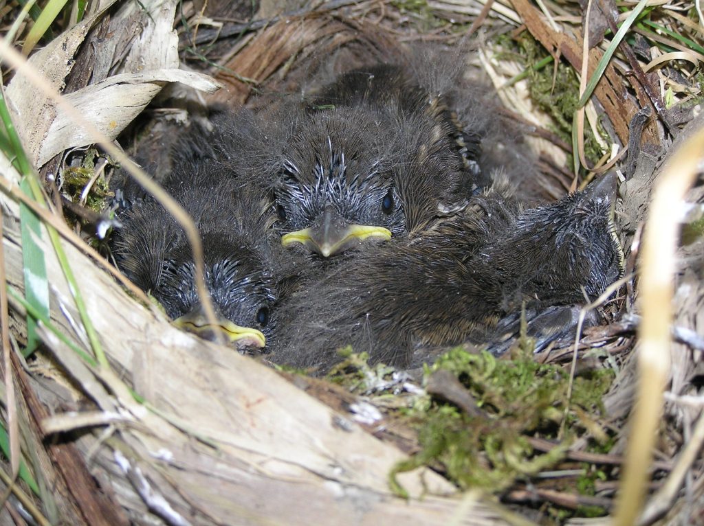 three spotted towhee nestlings peak out of their moss and grass nest. They have black eyes and yellow and brown beaks.