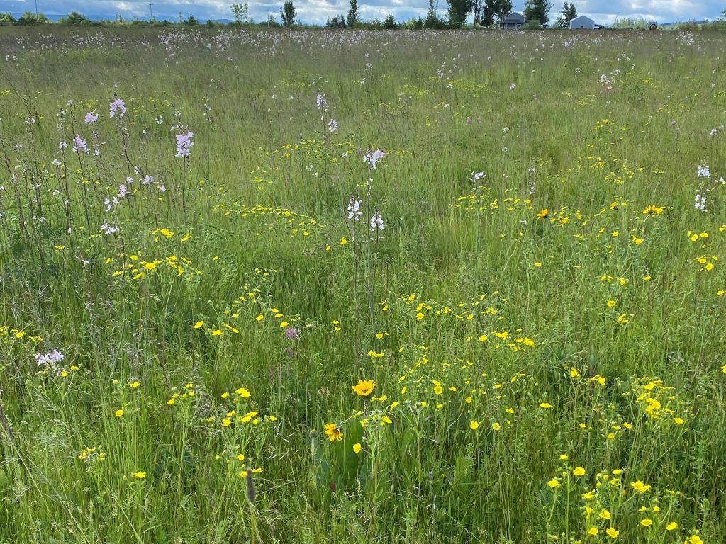 native wildflowers intermixed with grasses in the prairie