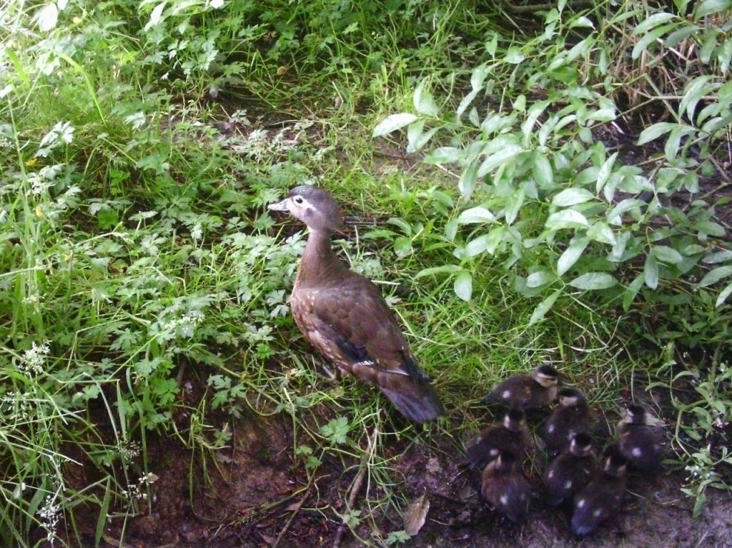Wood duck hen with brood of 7 in underbrush; image caught by trailcam.