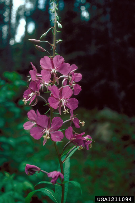 close up of firewood inflorescence composed of numerous magenta bilaterally symmetrical flowers