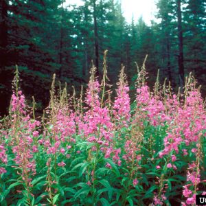 a patch of fireweed with spires of purple flowers that taper to a point atop green spears of small lance shaped leaves