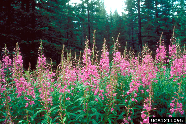 a patch of fireweed with spires of purple flowers that taper to a point atop green spears of small lance shaped leaves