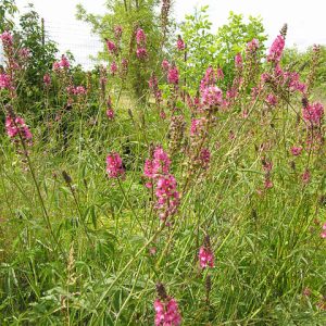 A patch of blooming Nelson's checkermallow with rosy magenta racemes atop thin stems above dissected palmate leaves.