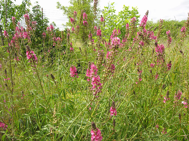 A patch of blooming Nelson's checkermallow with rosy magenta racemes atop thin stems above dissected palmate leaves.