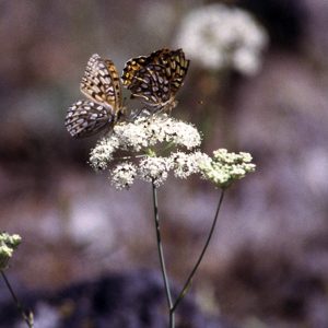 a characteristic carrot family umbel of small white flowers with an orange and black butterfly visitor