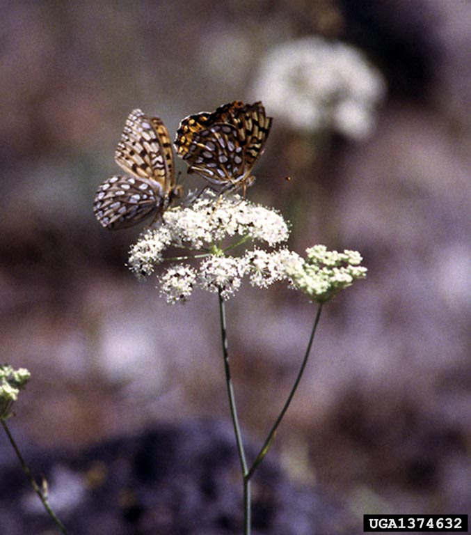 a characteristic carrot family umbel of small white flowers with an orange and black butterfly visitor