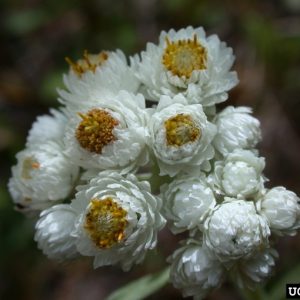 a cluster of small white many-petaled disk and ray flowers with yellow centers