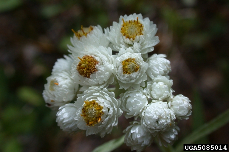 a cluster of small white many-petaled disk and ray flowers with yellow centers