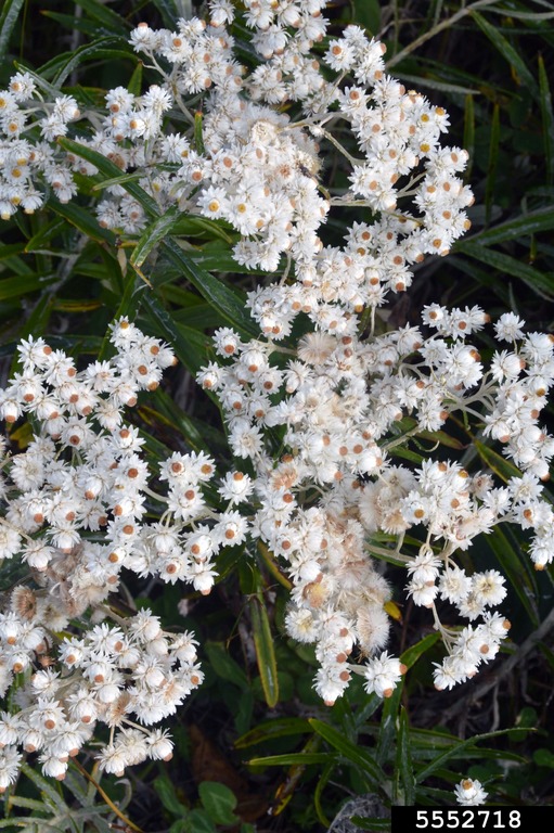 A top-down view of Peraly Everlasting showing the many small white , yellow-centered disk and ray flowers with thin lance shaped leaves below