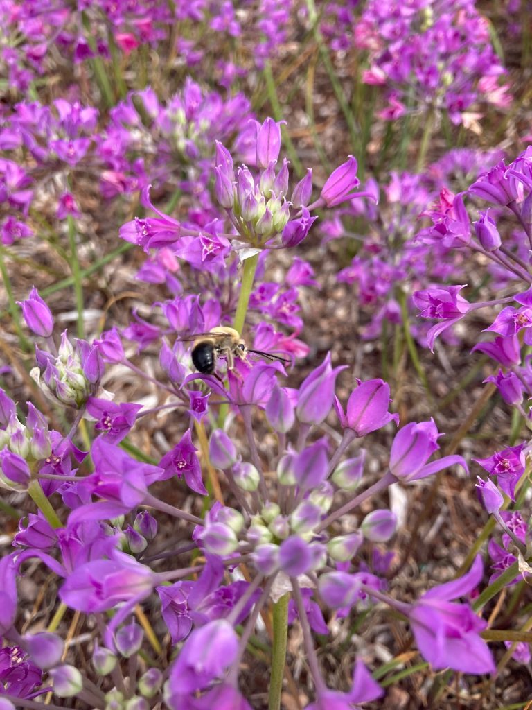 a bee on a lavender flower, flowers are arranged in an umbel on short stalks that emerge from a central core.