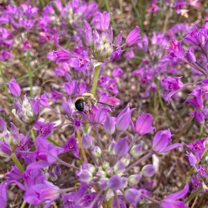 a bee on a lavender flower, flowers are arranged in an umbel on short stalks that emerge from a central core.