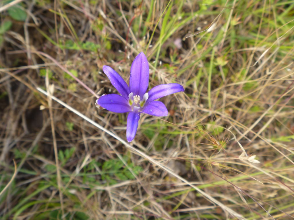 Top view looking down into the 6petaled purple flower with slender petals and darker mid-veins