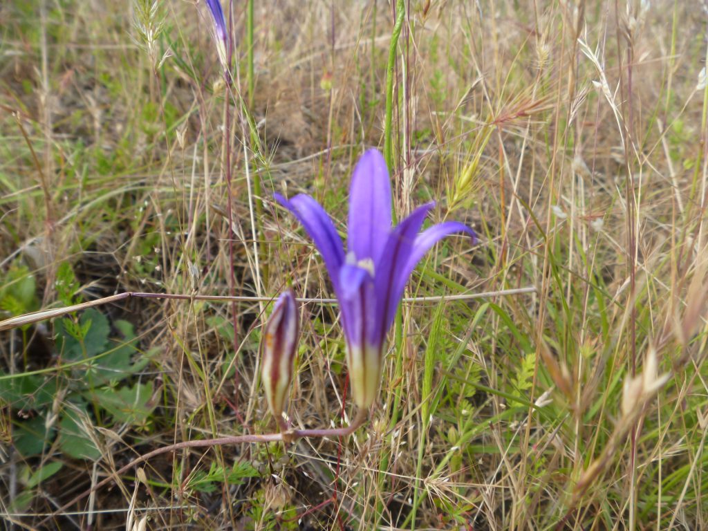 Side view of a harvest brodiaea flower - purple, clasped at base and opening outwards like a trumpet, flower upright