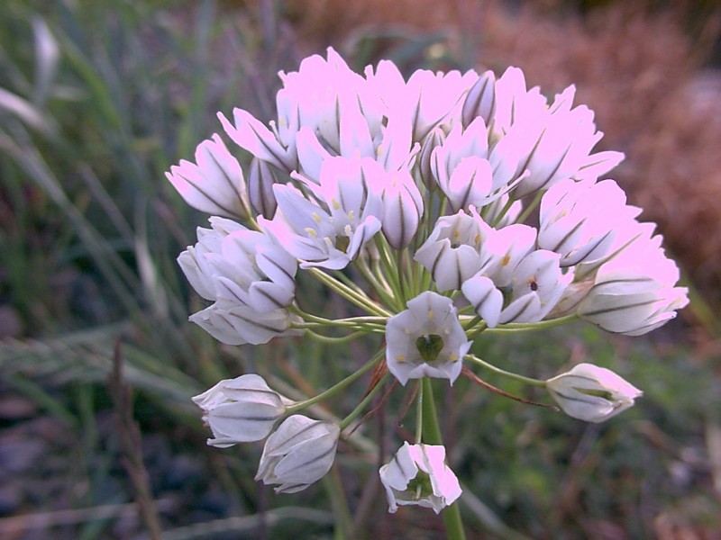 a pink tinged umbel of white flowers slightly closed, prominent green mid-veins, long stalks attach flowers to central cluster
