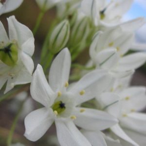 a close up of the small white flowers with green veins in an umbel atop stalk