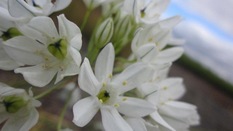 a close up of the small white flowers with green veins in an umbel atop stalk