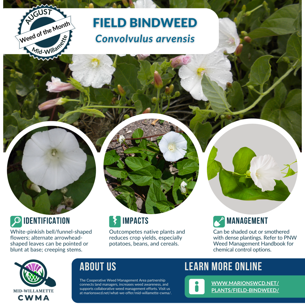 a square graphic for Field Bindweed, Convolvulus arvensis, with info on ID, impacts, and management, 4 photos of the arrowhead shaped leaves and bell-shaped white flowers and a link to the www.marionswcd.net/plants/field-bindweed/ database entry for more information.