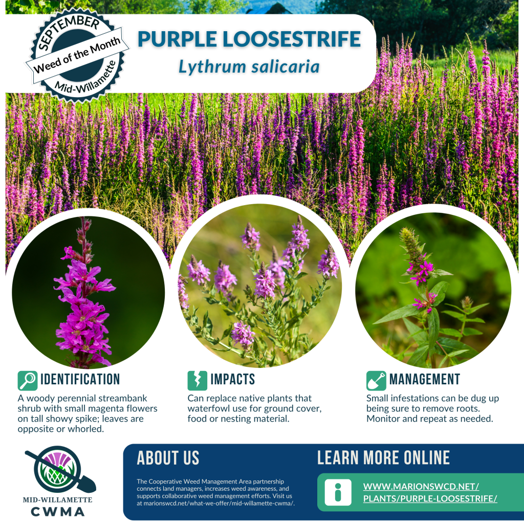 a square graphic with info and images of Purple Loosestrife.