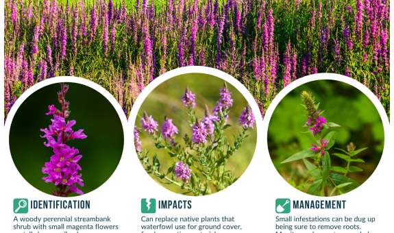a square graphic with info and images of Purple Loosestrife.