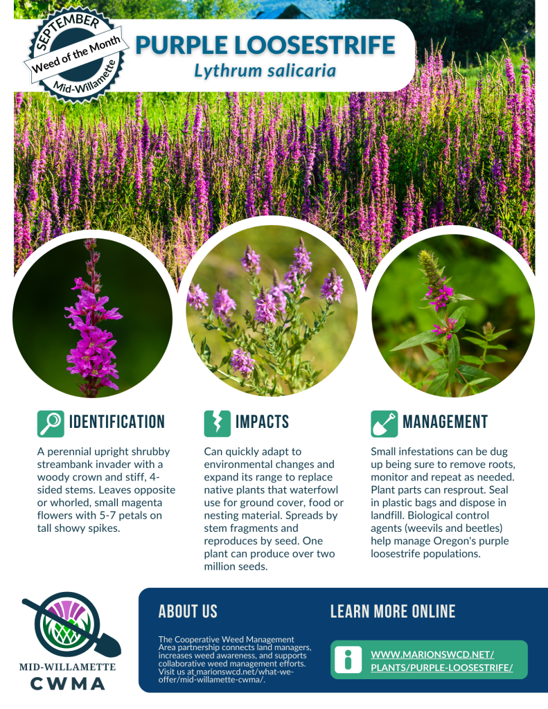 an 8.5x11 flyer for Purple Loosestrife with photos of the magenta inflorescence spikes. 