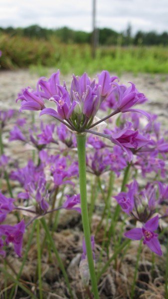 a side view of the inflorescence and stalk. The purple flowers are arranged in an umbel