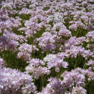 a field of narrowleaf allium in bloom with pinkish flower clusters