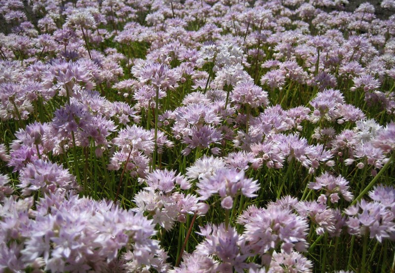 a field of narrowleaf allium in bloom with pinkish flower clusters