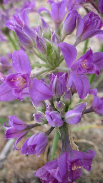 close up of the flowers - they have two small sets of lavender petals.