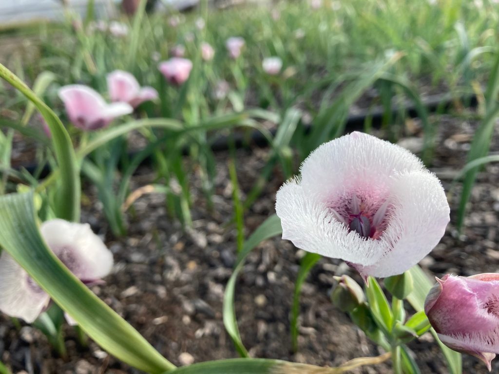 three overlapping petals that are white to pinkish and very fuzzy, like a cat's ear. Center is deeper pink